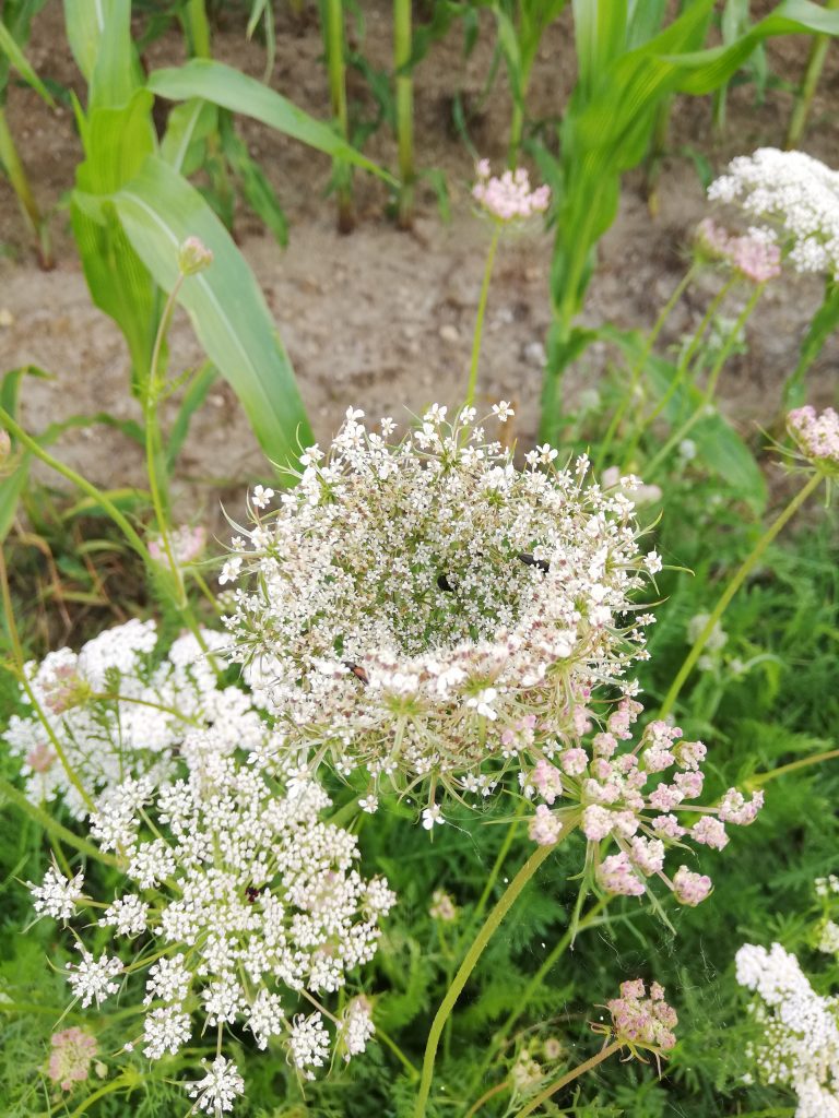 Monatsöl September 2021 Karottensamenöl – Aromablog von Regina Preininger