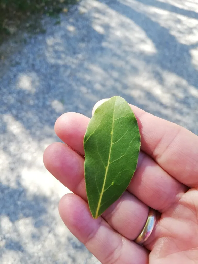 Monatsöl März 2023 Lorbeer – Aromablog von Regina Preininger