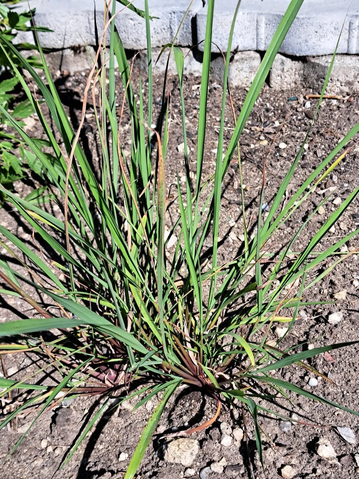 Monatsöl März 2024 Lemongrass
