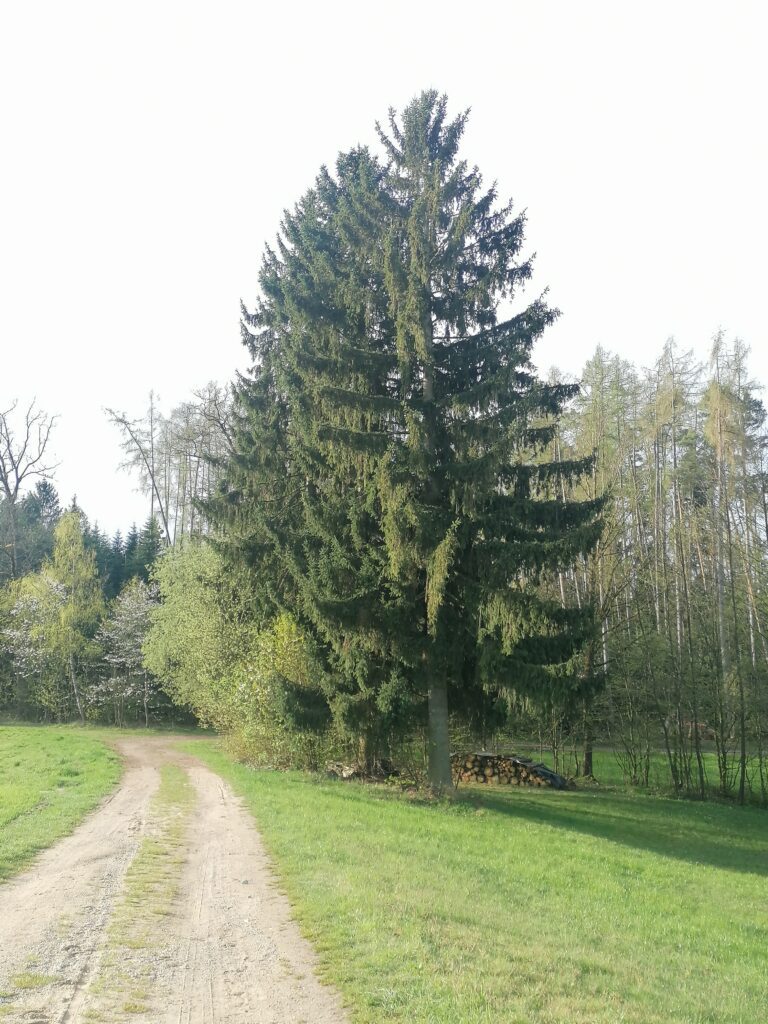 Monatsöl Dezember 2022 Fichte