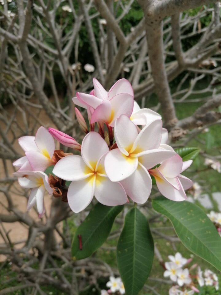 Monatsöl Juni 2023 Frangipani