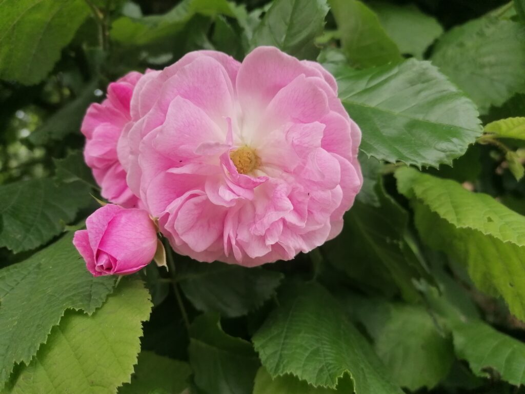 Rosenzauber
