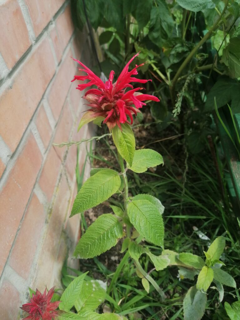Monatsöl Oktober 2024 Monarde
