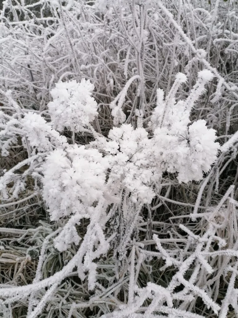 Mit Raureif überzogene Pflanzenzweige an einem kalten Wintertag