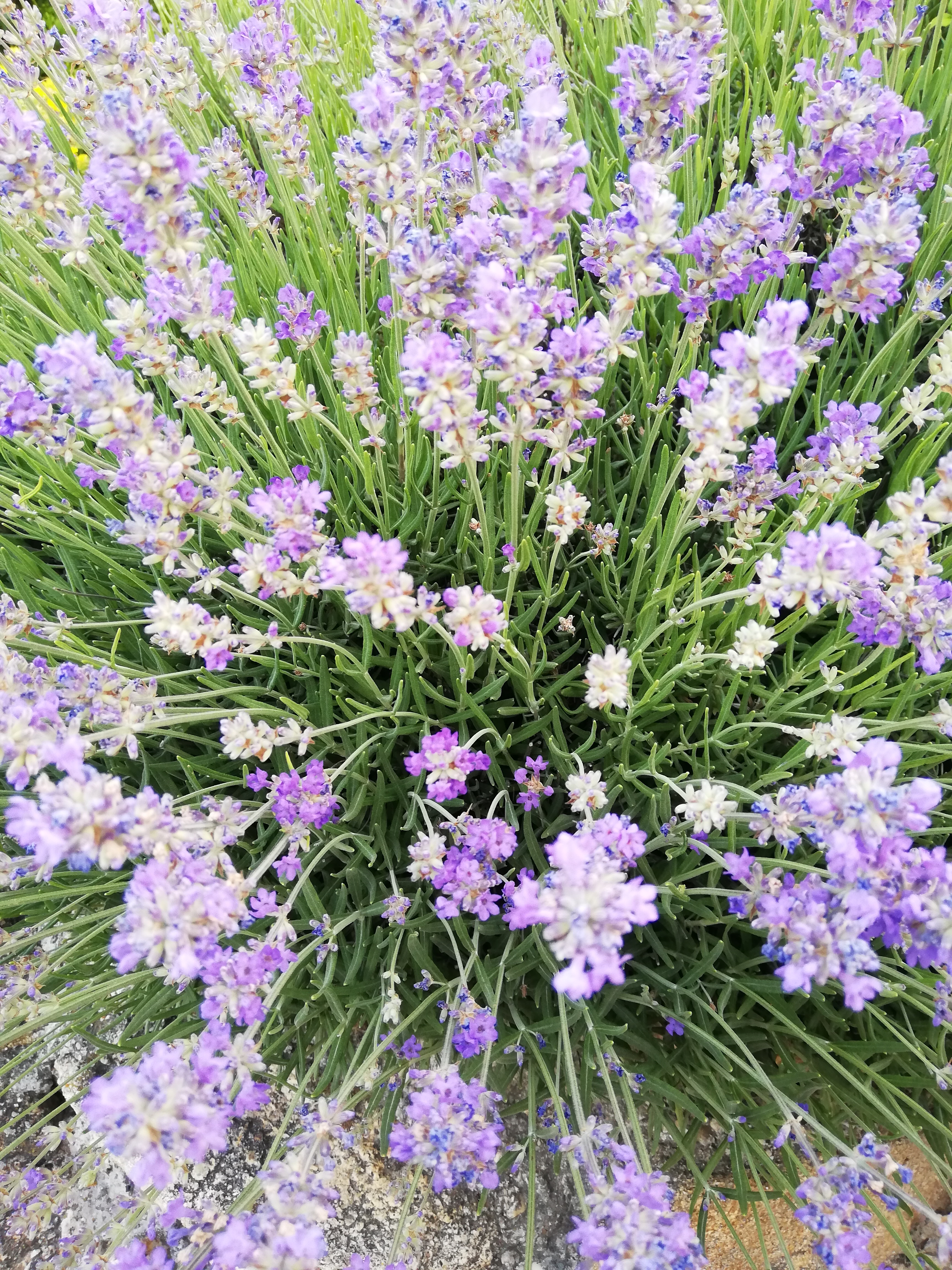 Lavendel – Erlebe dein blaues Wunder – Aromablog von Regina Preininger