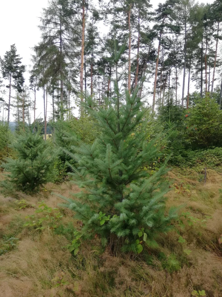 Pflanzenfamilie und Ölgewinnung