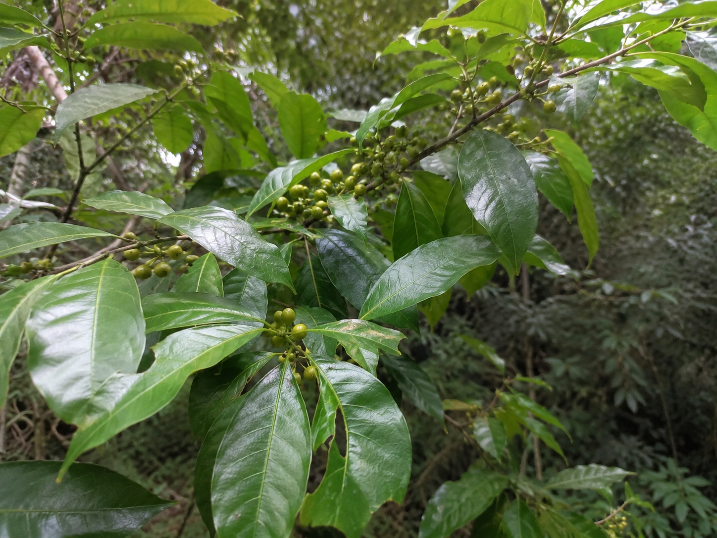 Monatsöl Juli 2026 Litsea cubeba