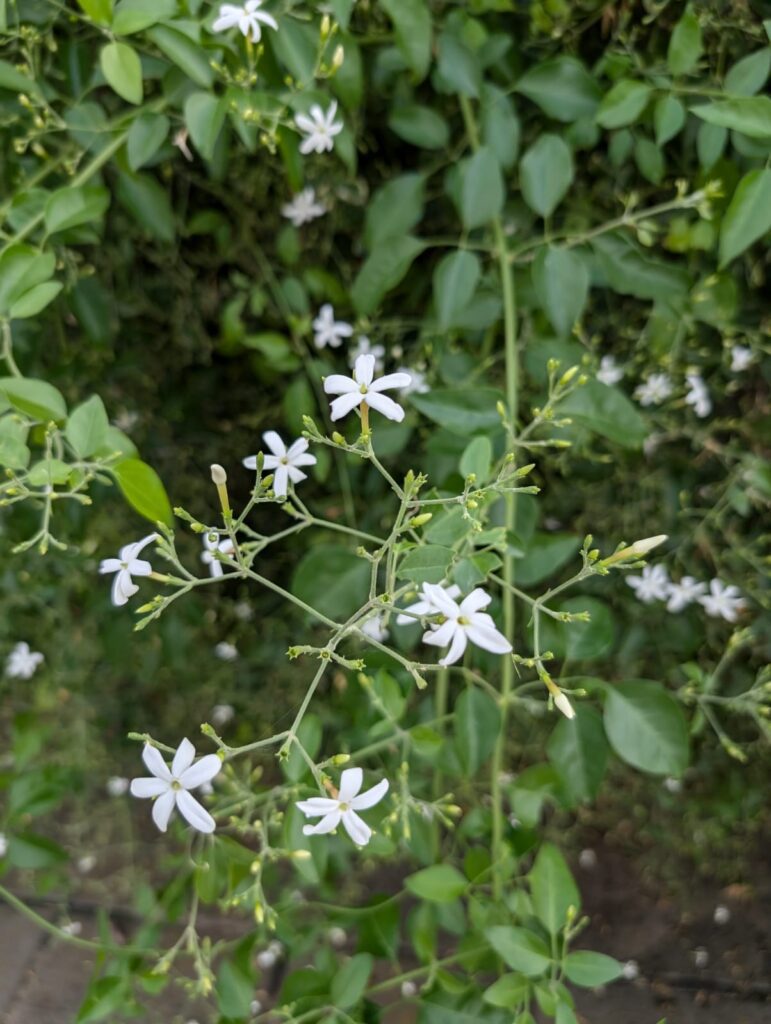 Jasmin