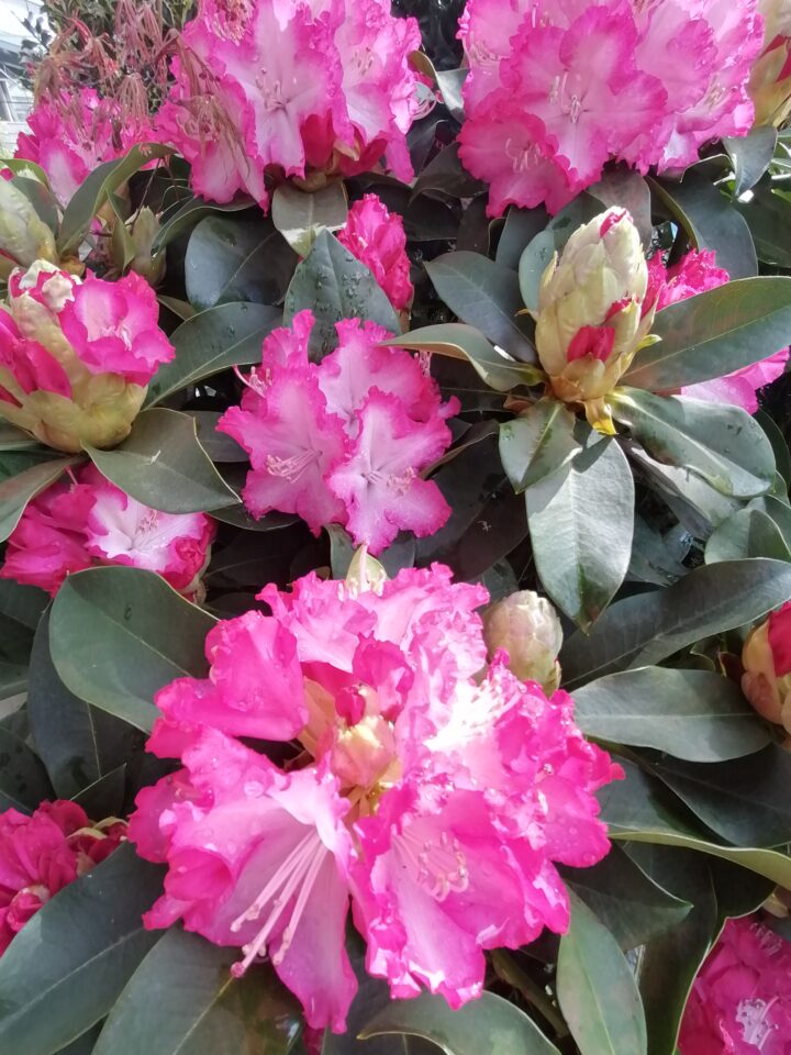 Zierrhododendron © 2025 Regina Preininger