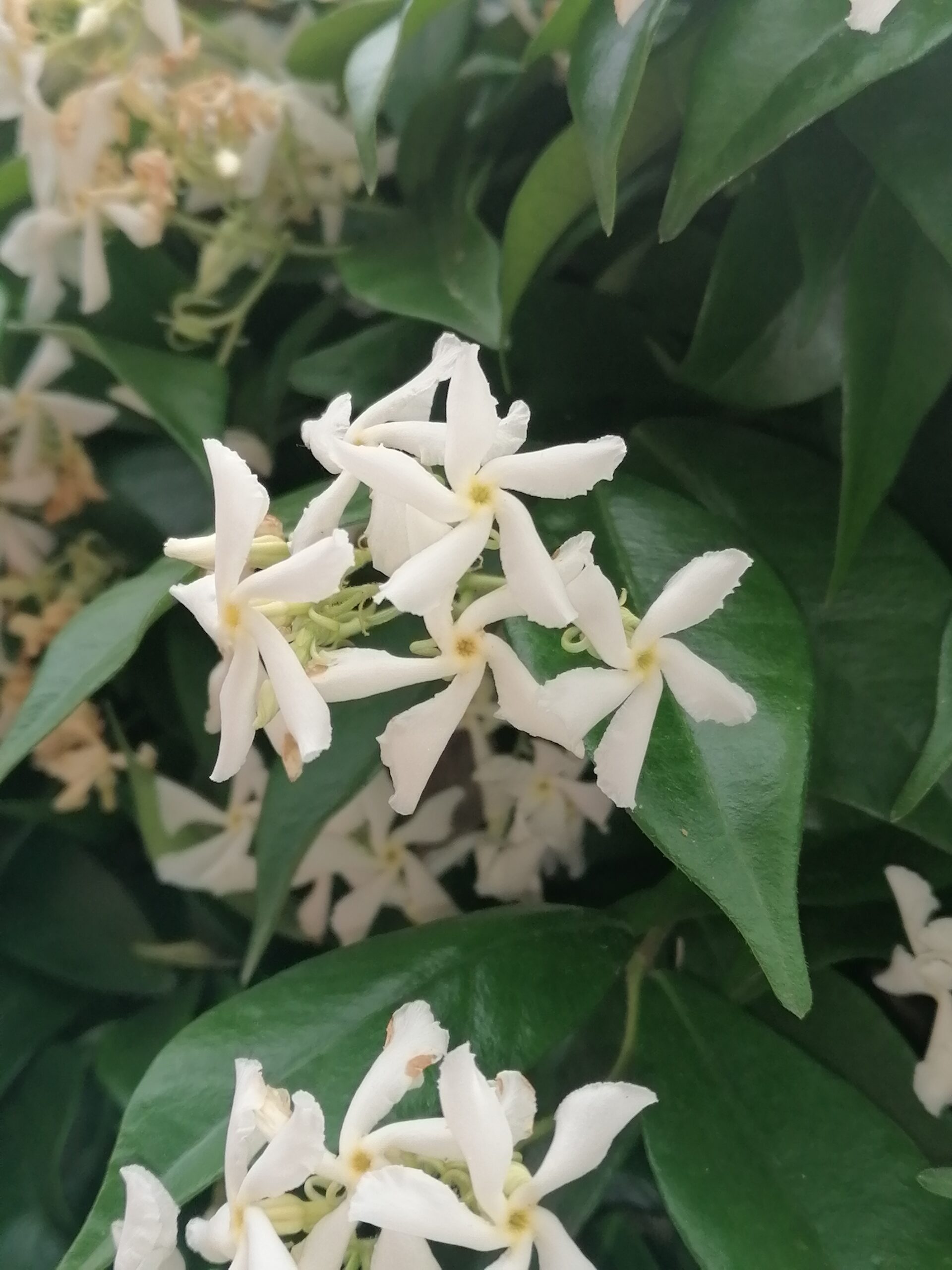Jasmin