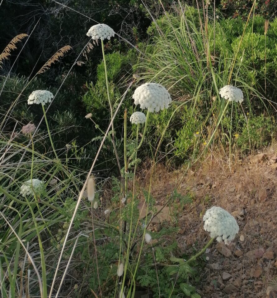 Wiese mit Bischofskraut